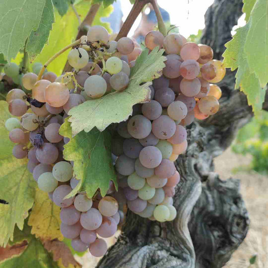 Weinprobe - Naturweine aus Südfrankreich
